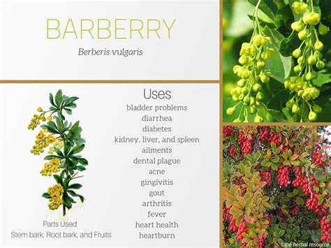 benefits of barberry extract
